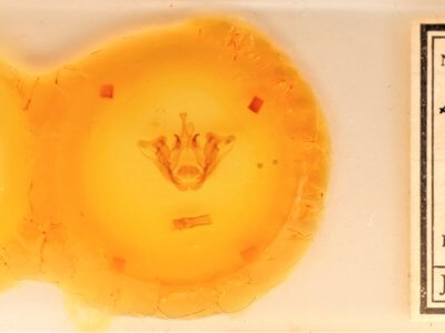 slide view of adult Datana perspicua