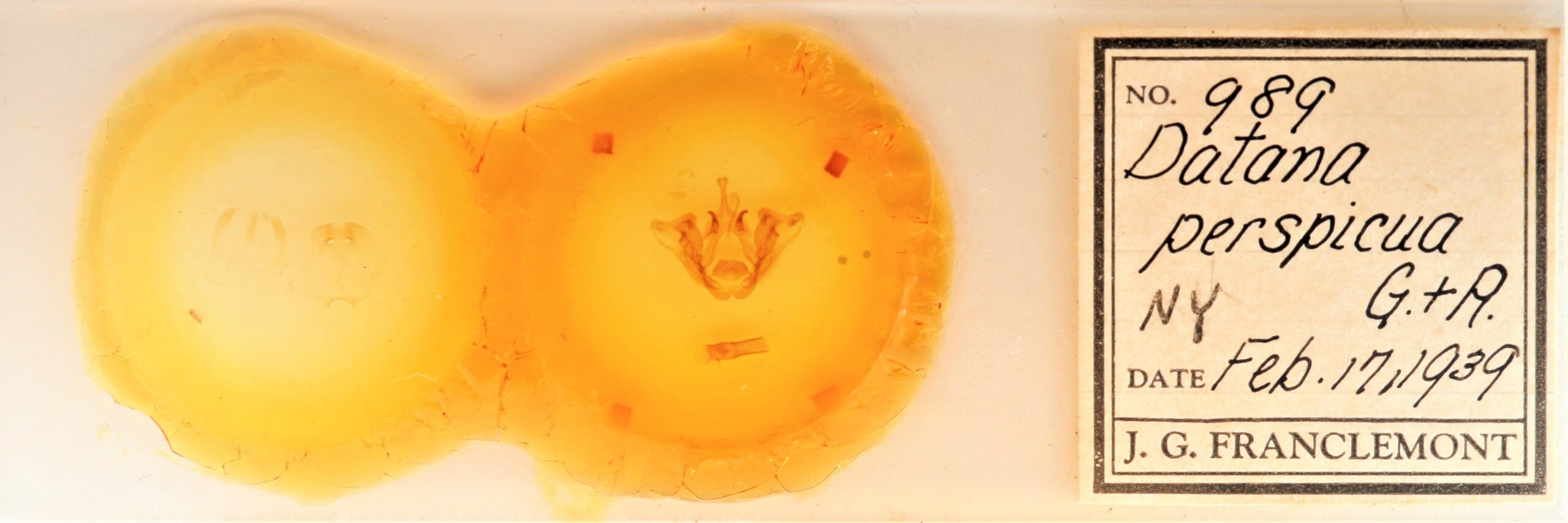 slide view of adult Datana perspicua