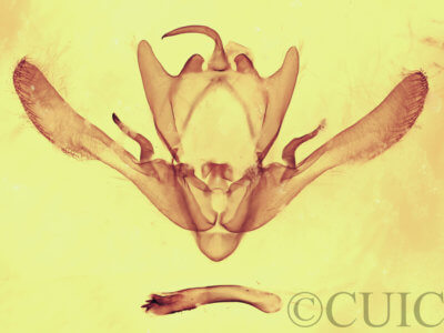 genitalia view of adult Enargia infumata