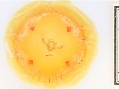 slide view of adult Enargia infumata