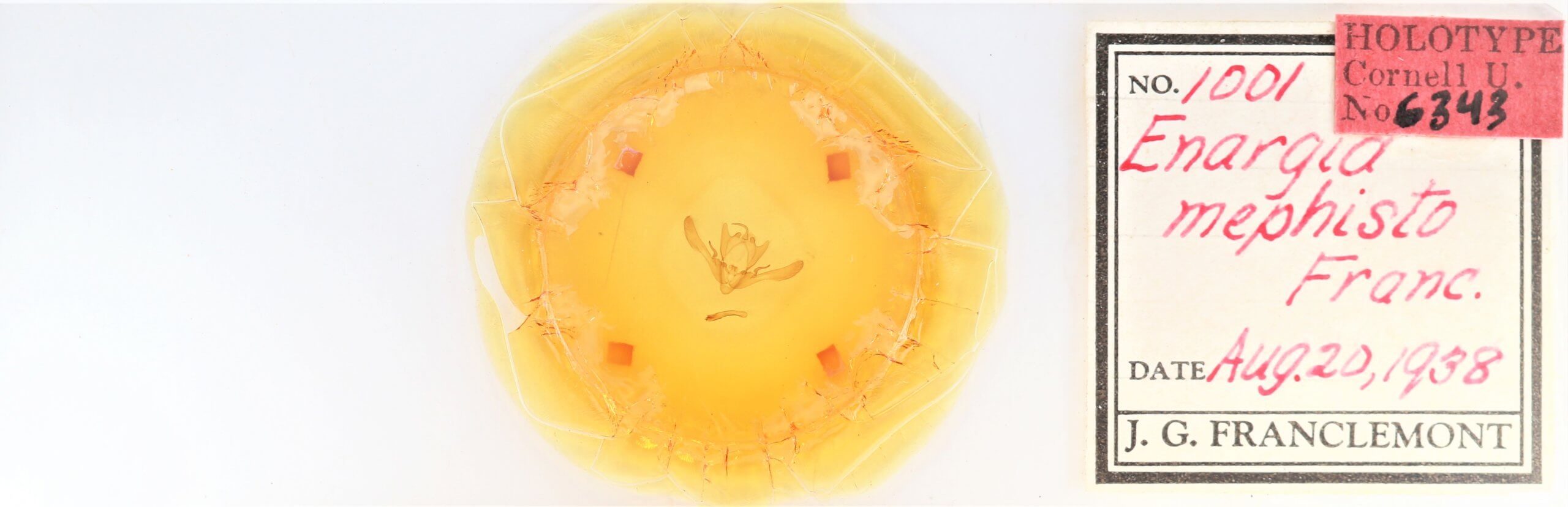 slide view of adult Enargia infumata