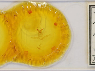 slide view of adult Hemiceras pallidula