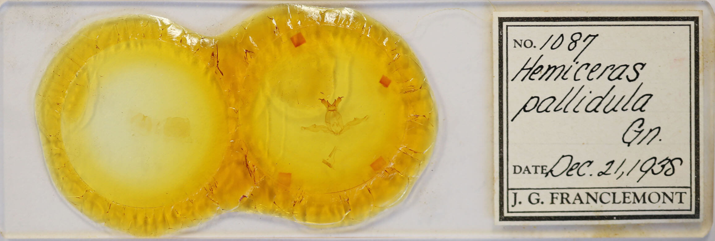 slide view of adult Hemiceras pallidula