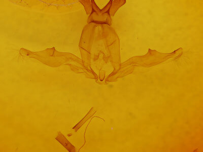 genitalia view of adult Hemiceras pallidula