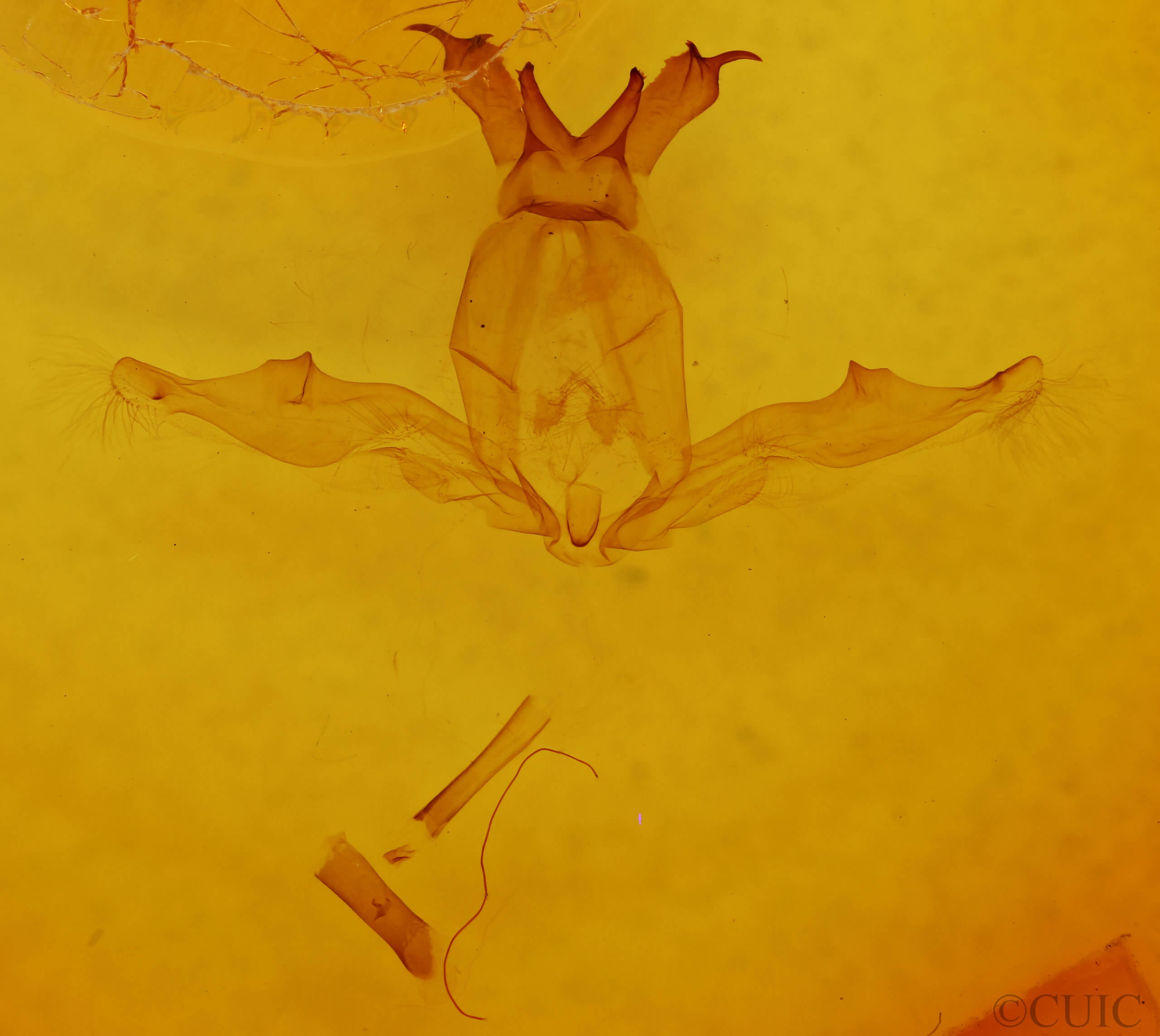 genitalia view of adult Hemiceras pallidula