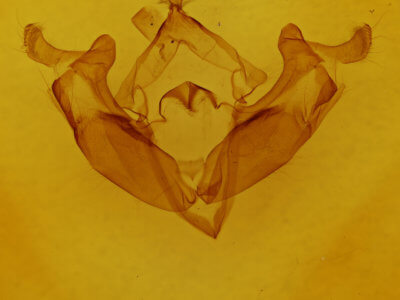 genitalia view of adult Admetovis similaris