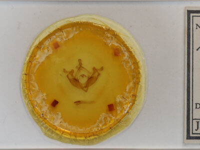 slide view of adult Admetovis similaris