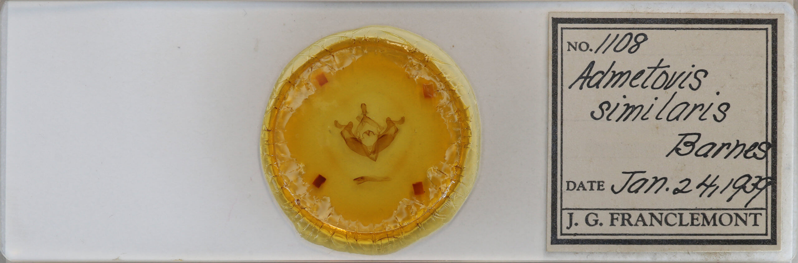 slide view of adult Admetovis similaris