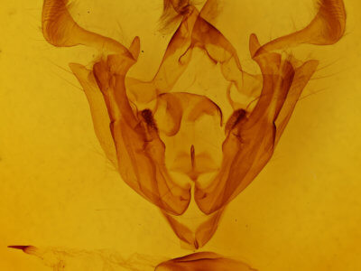 genitalia view of adult Admetovis oxymoris