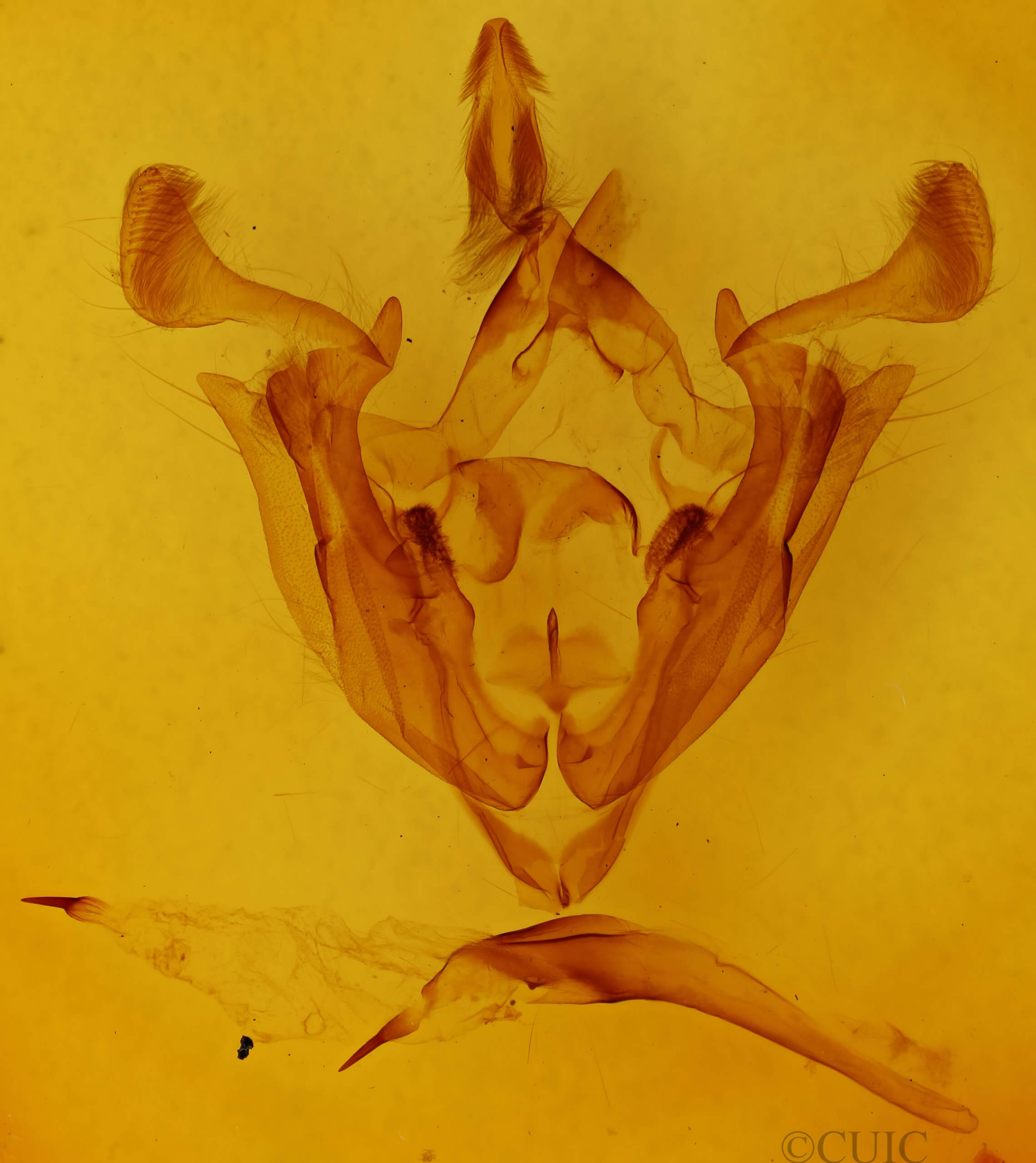 genitalia view of adult Admetovis oxymoris