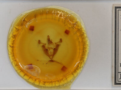 slide view of adult Admetovis oxymoris