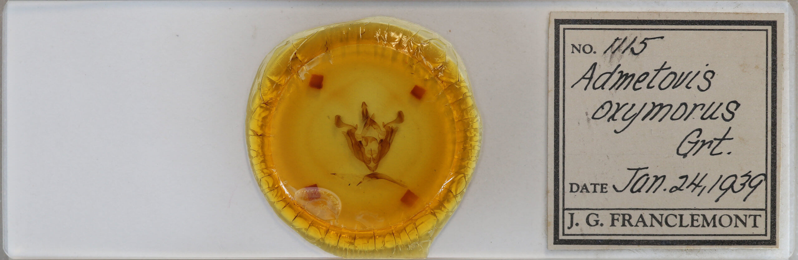 slide view of adult Admetovis oxymoris