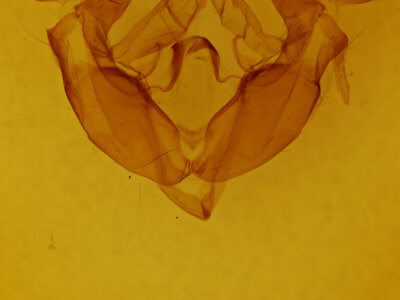 genitalia view of adult Admetovis similaris