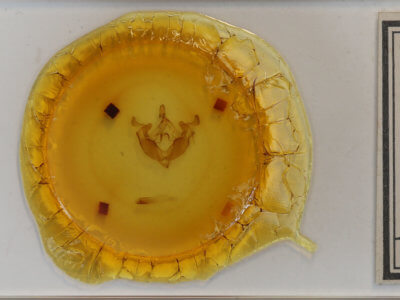 slide view of adult Admetovis similaris