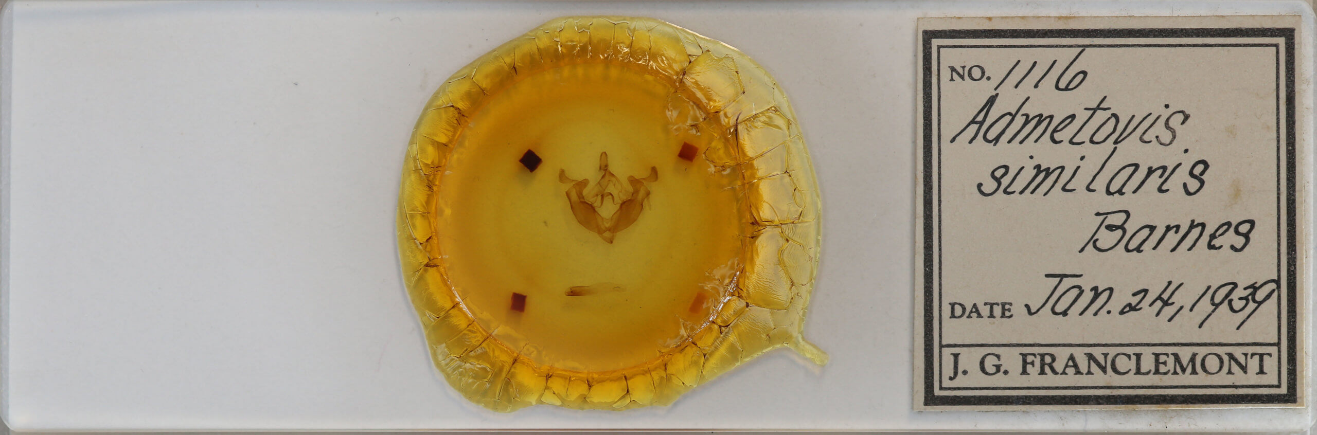 slide view of adult Admetovis similaris