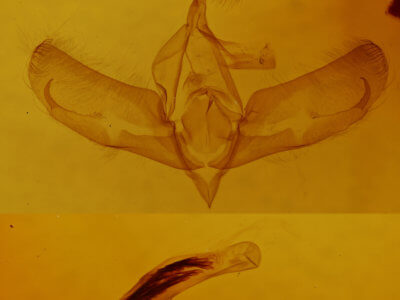 genitalia view of adult Basilodes chrysopis