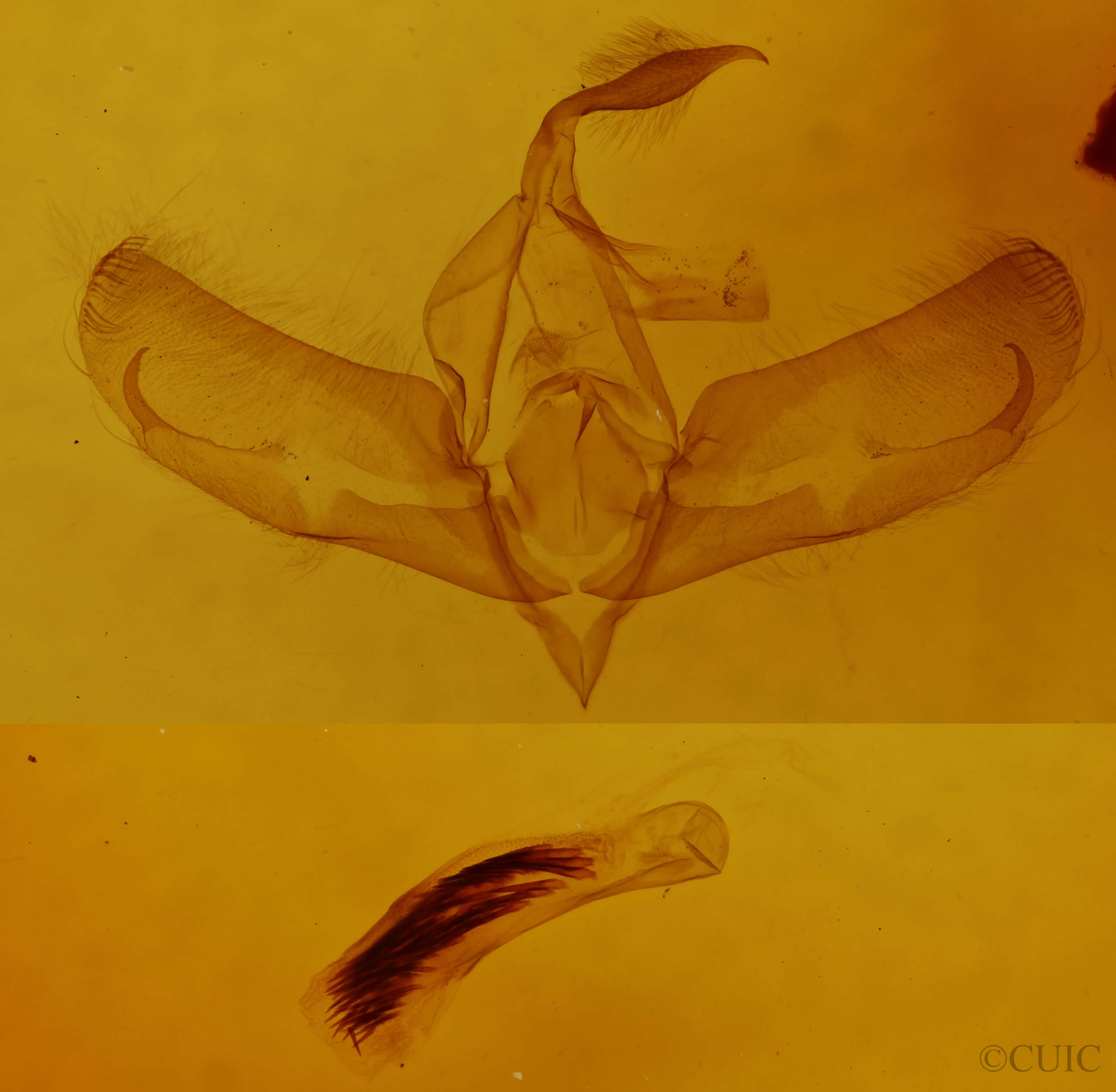 genitalia view of adult Basilodes chrysopis