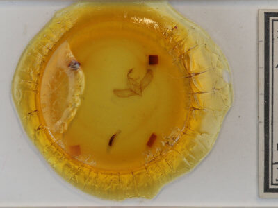 slide view of adult Basilodes chrysopis