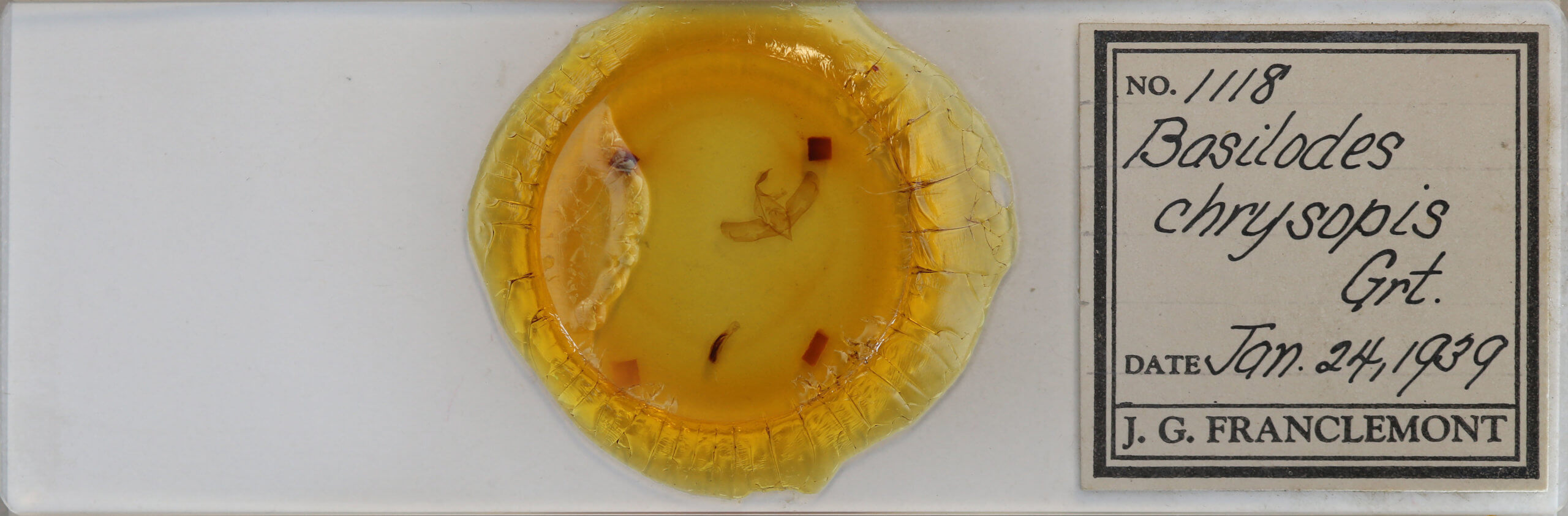 slide view of adult Basilodes chrysopis