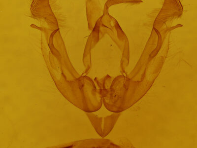 genitalia view of adult Lasionycta subalpina
