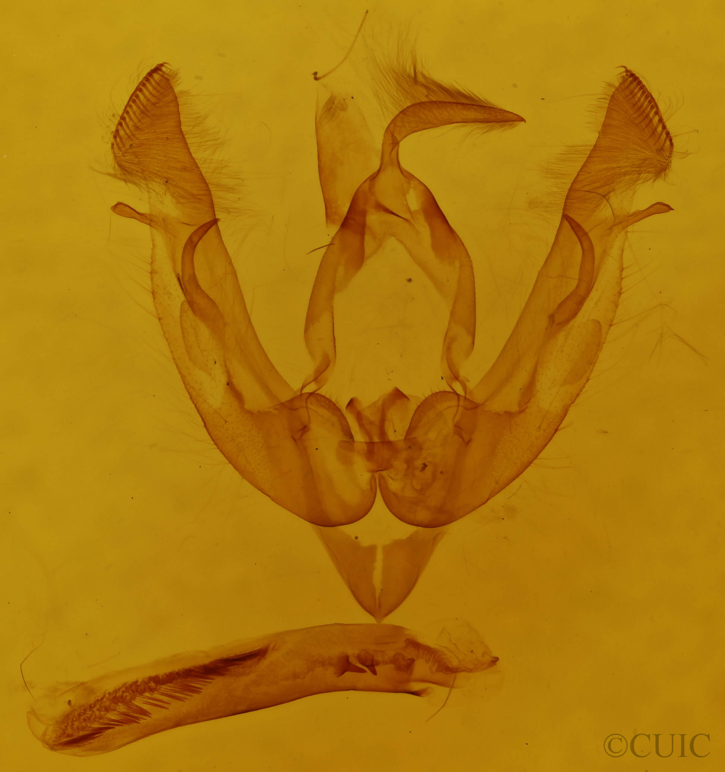 genitalia view of adult Lasionycta subalpina