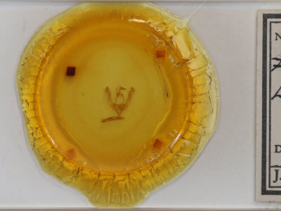 slide view of adult Lasionycta subalpina