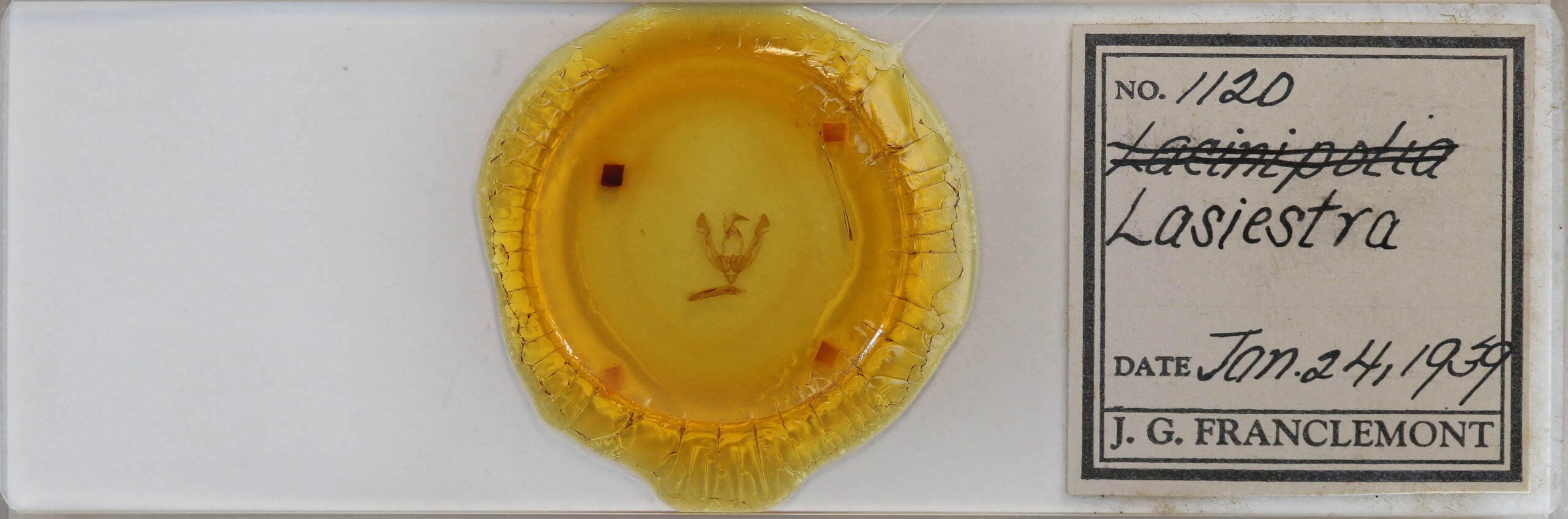 slide view of adult Lasionycta subalpina