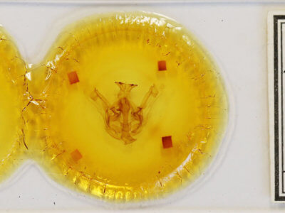 slide view of adult Nystalea aequipars