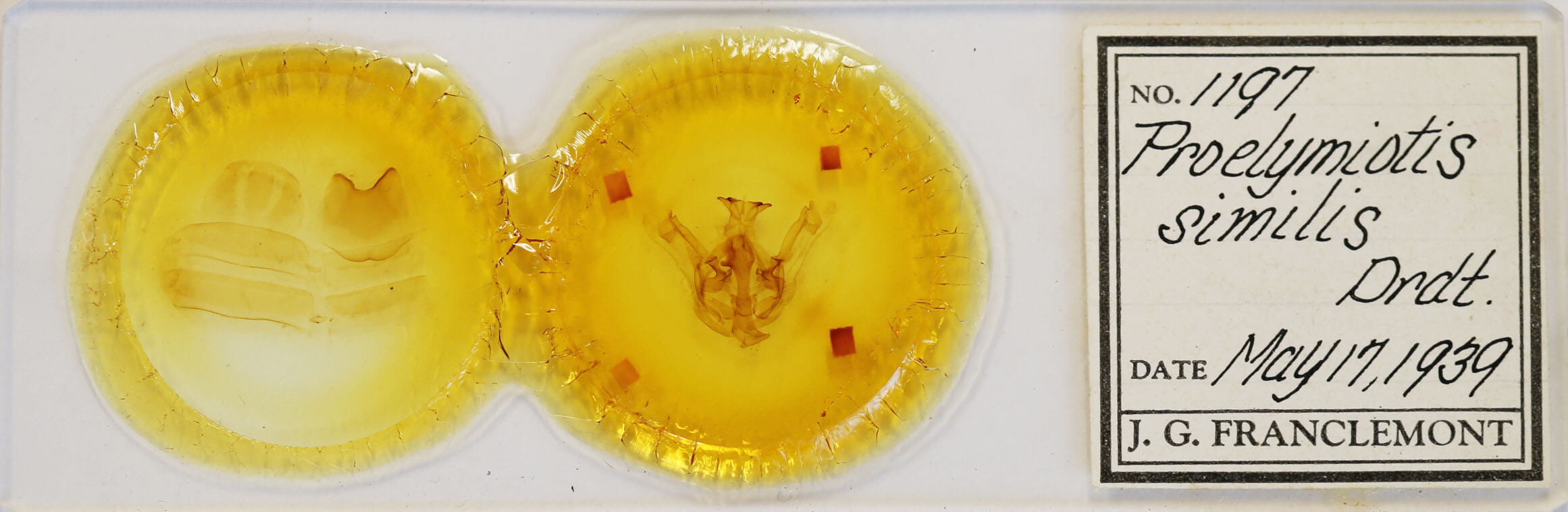 slide view of adult Nystalea aequipars