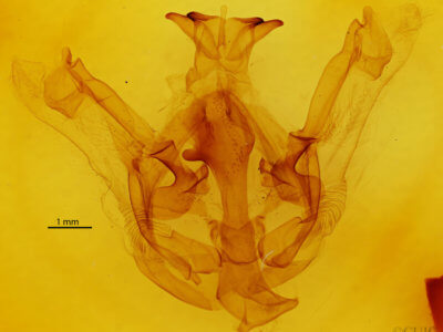 genitalia view of adult Nystalea aequipars