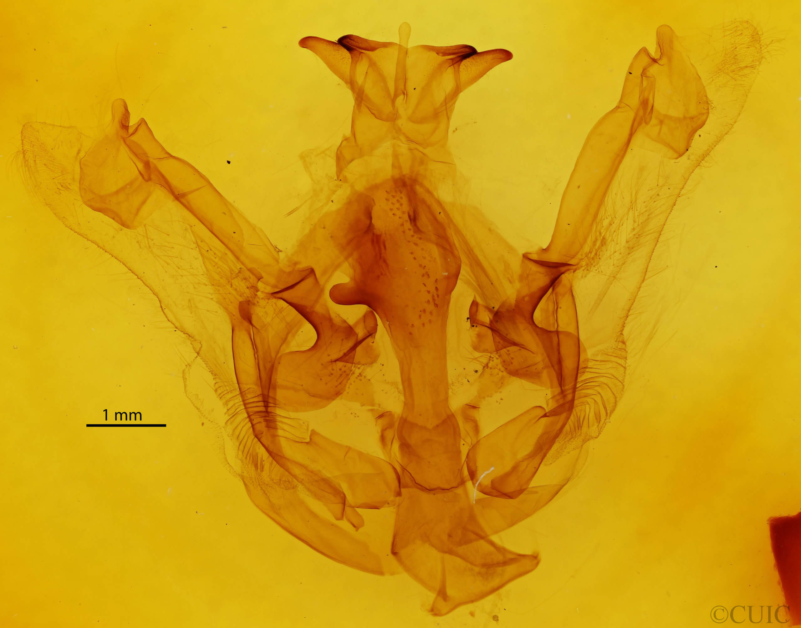 genitalia view of adult Nystalea aequipars
