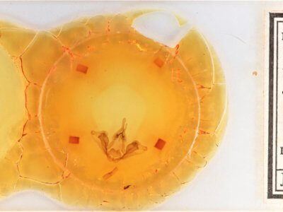 slide view of adult Datana integerrima