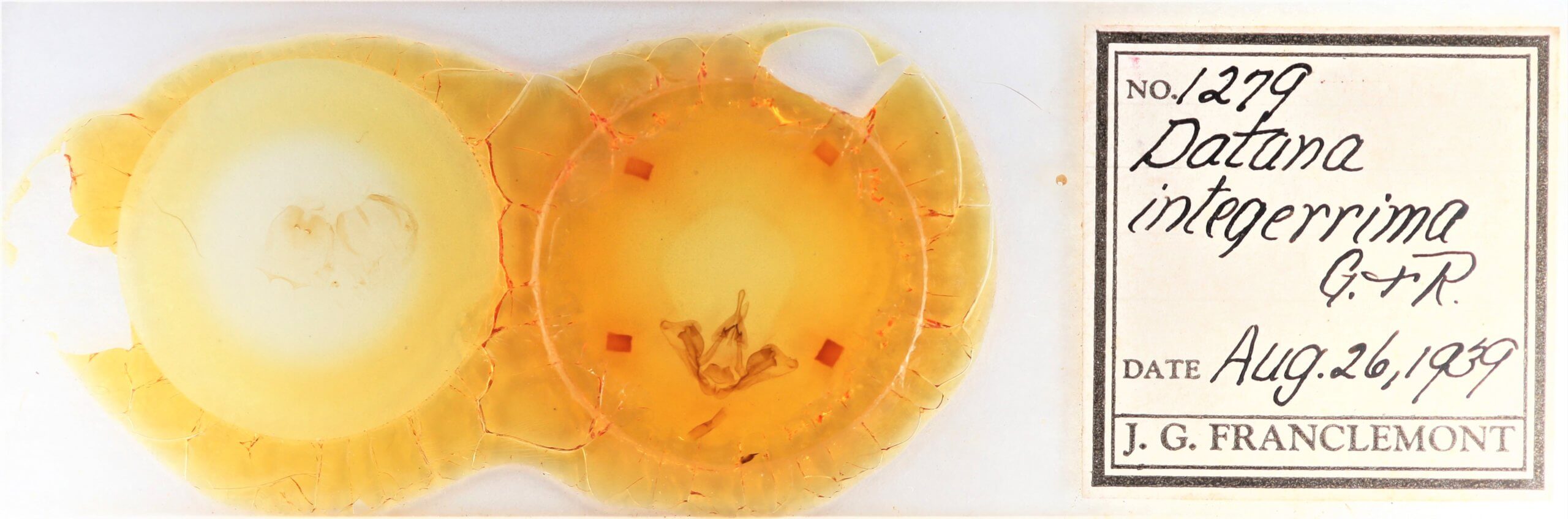 slide view of adult Datana integerrima