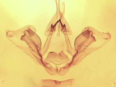 genitalia view of adult Datana integerrima