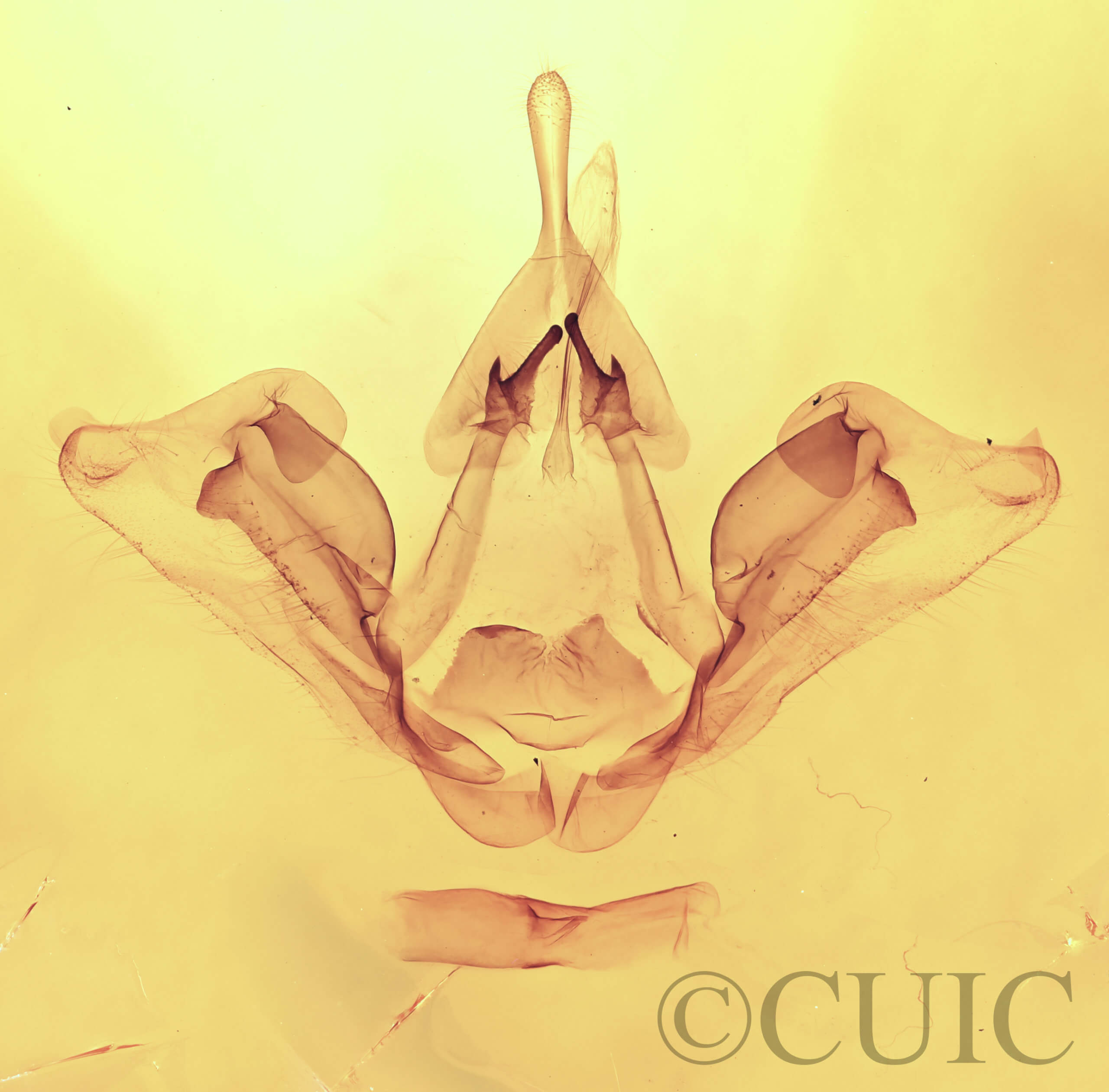 genitalia view of adult Datana integerrima
