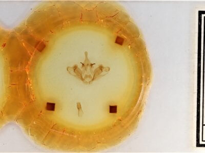 slide view of adult Datana integerrima