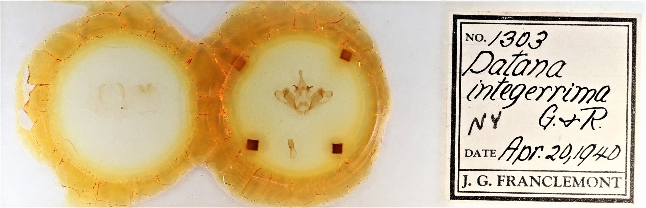 slide view of adult Datana integerrima