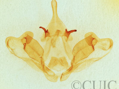 genitalia view of adult Datana integerrima
