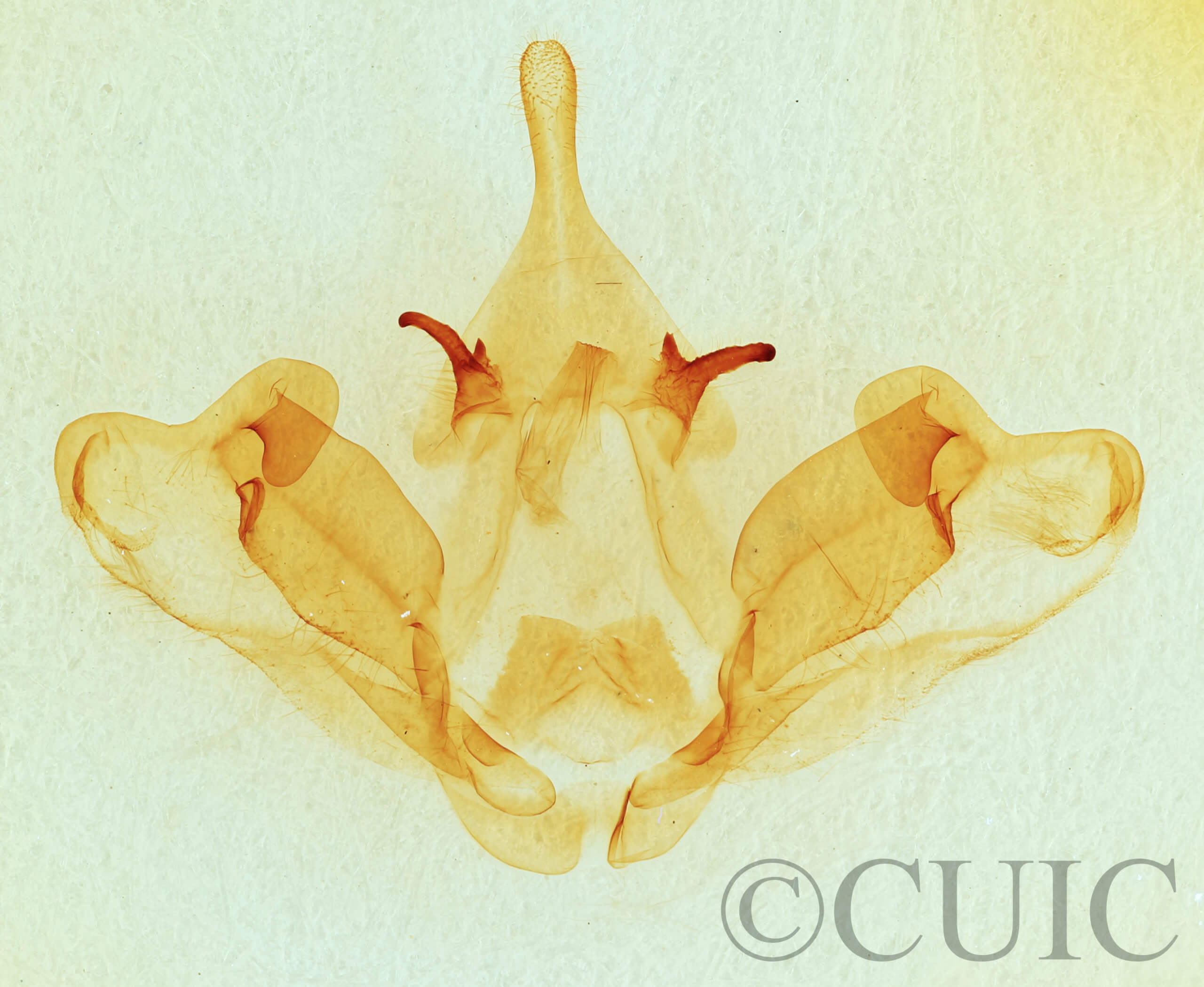 genitalia view of adult Datana integerrima