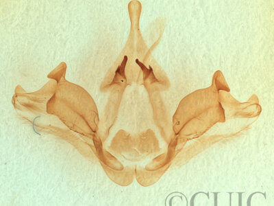 genitalia view of adult Datana integerrima