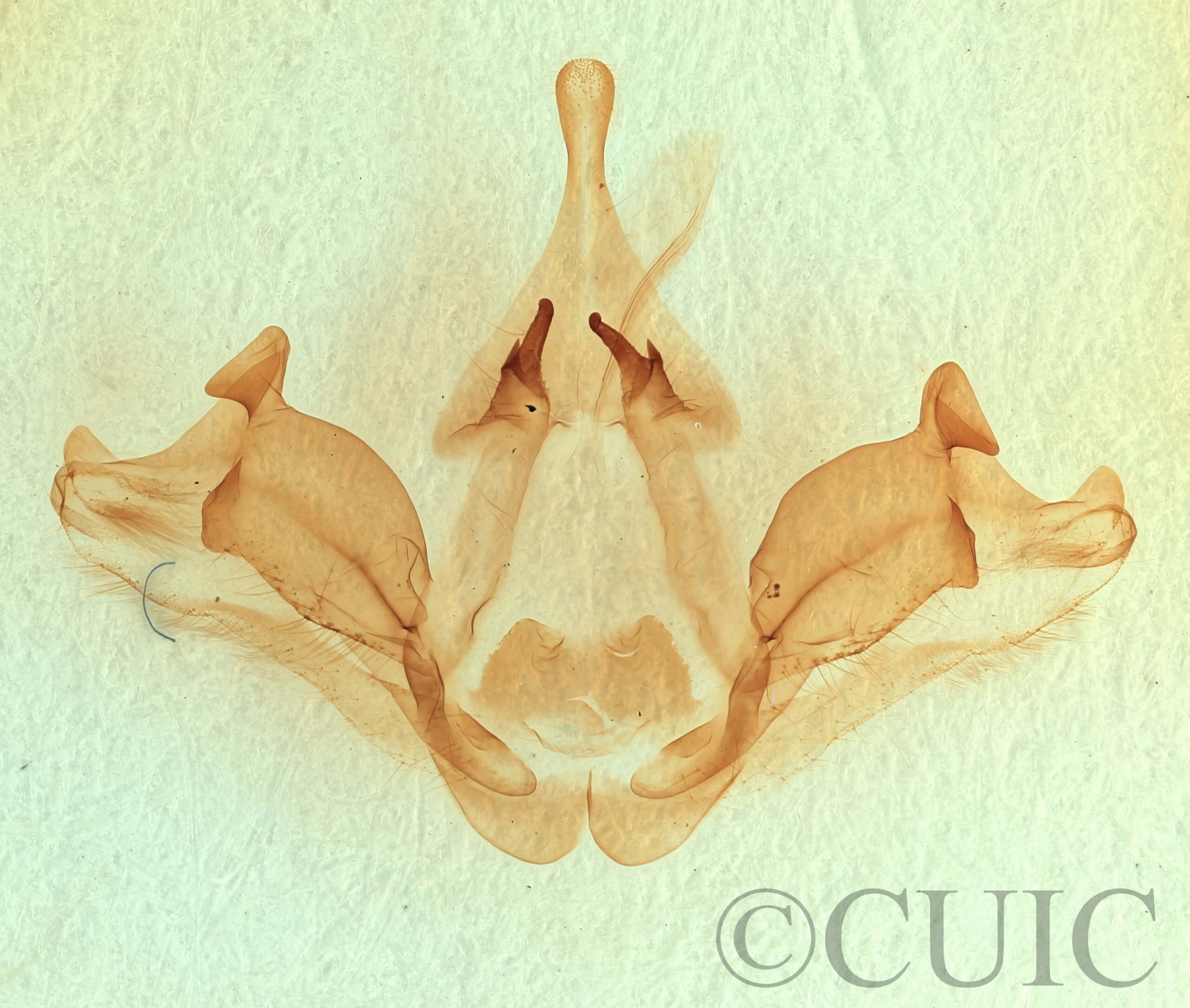 genitalia view of adult Datana integerrima