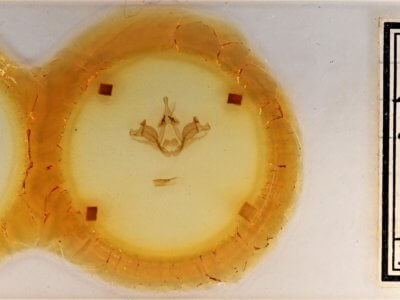 slide view of adult Datana integerrima