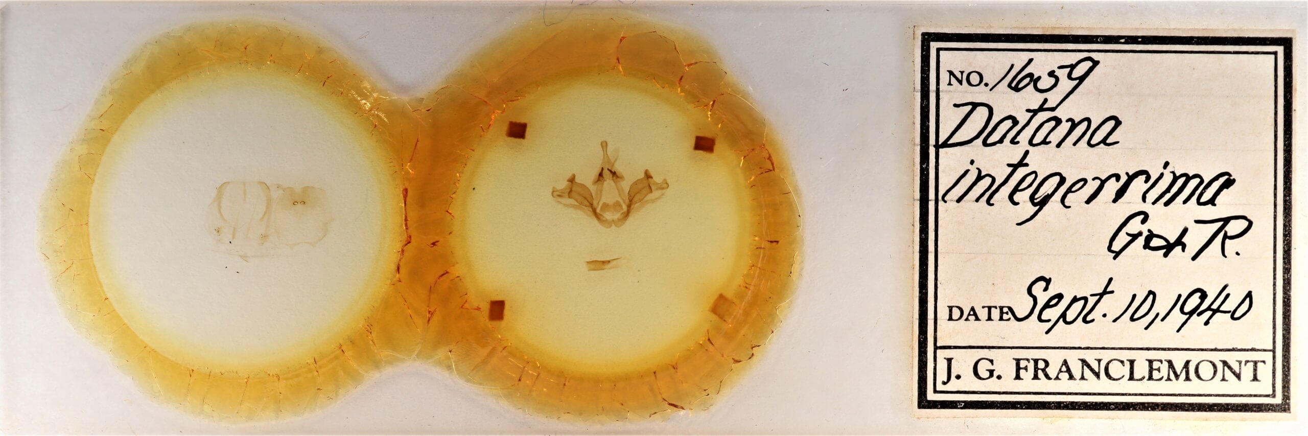 slide view of adult Datana integerrima