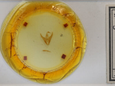 slide view of adult Scolecocampa liburna