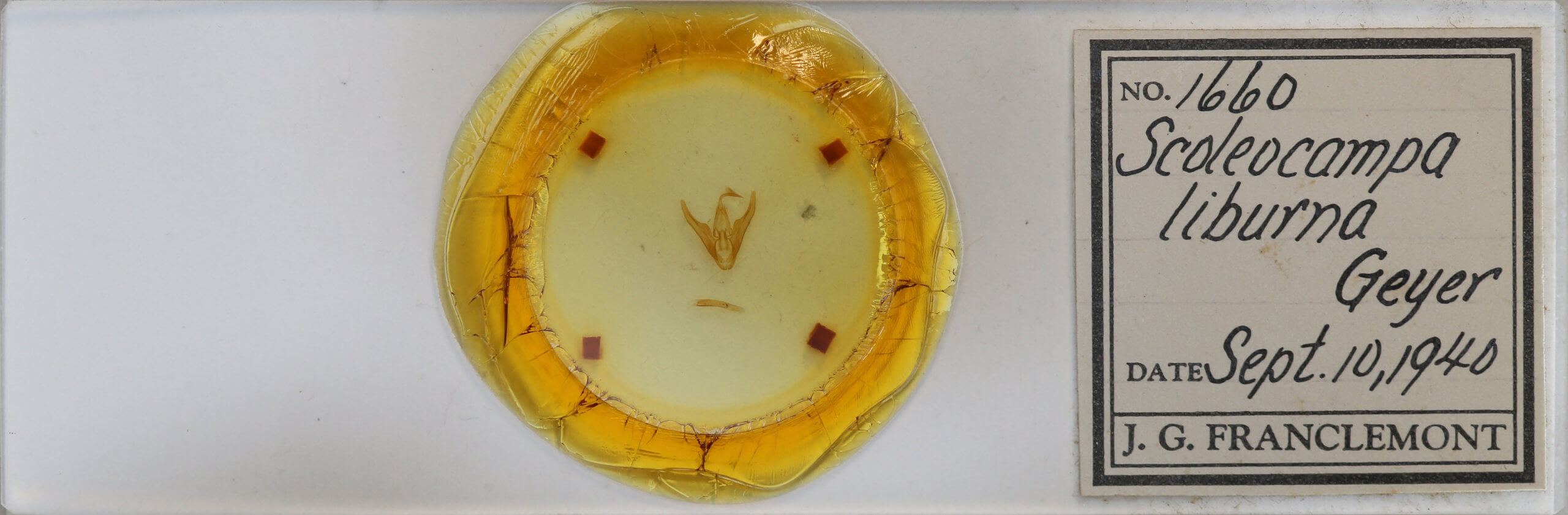 slide view of adult Scolecocampa liburna