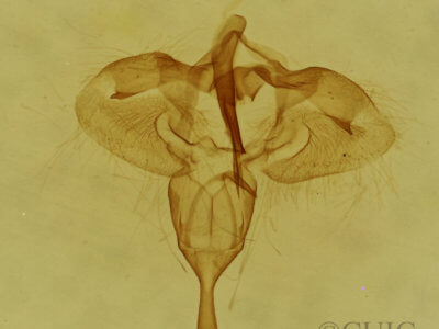 genitalia view of adult Archips georgiana