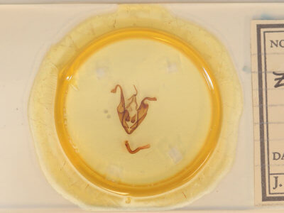 slide view of adult Zale undularis