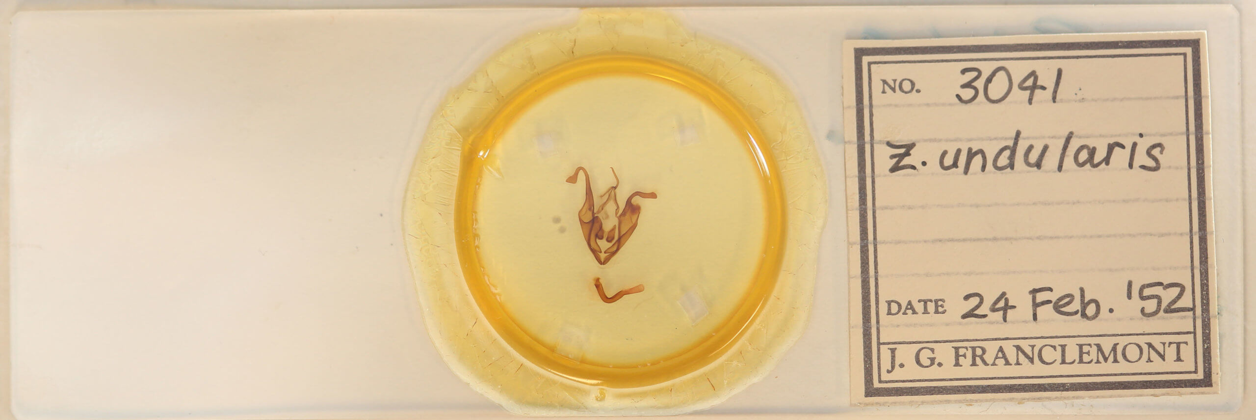 slide view of adult Zale undularis