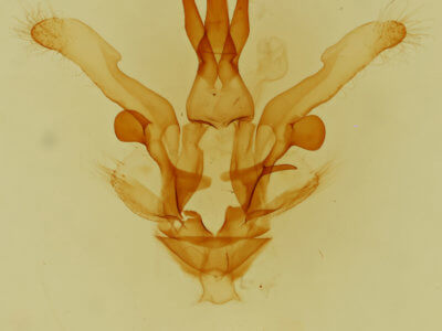 genitalia view of adult Dasylophia anguina