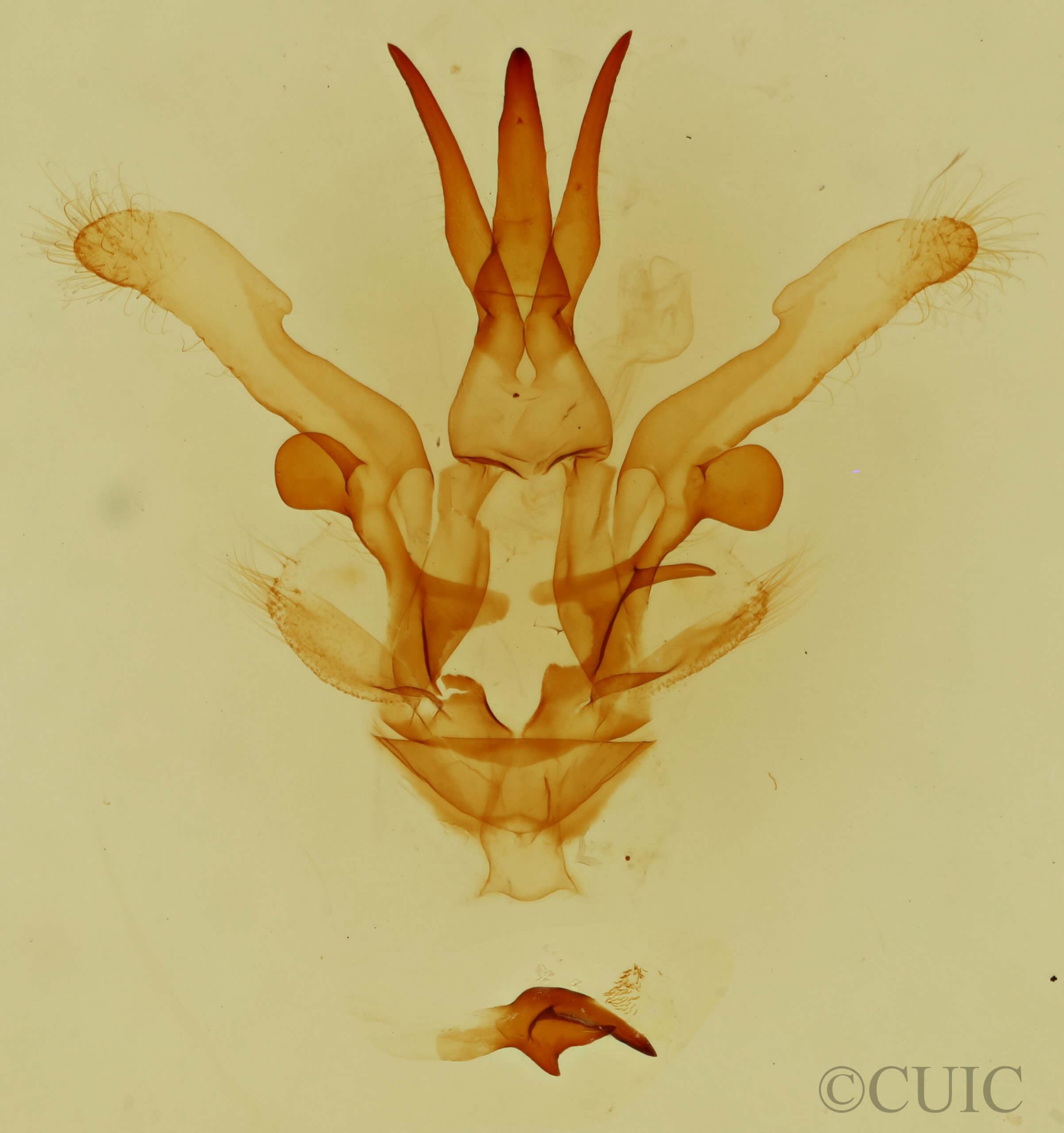 genitalia view of adult Dasylophia anguina